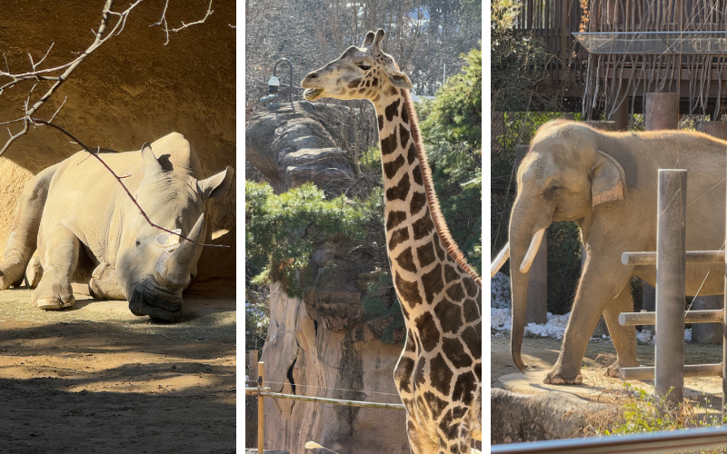 Imposante Wildtiere im Zoo in Yongin nicht fehlen