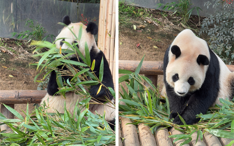 Panda World in Seoul sollte man unbedingt besuchen