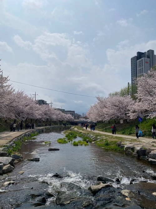 Район Wonseong-dong в Чхонане. Фото от 4 апреля 2024 года. / Фото: Сергей Хозяшев