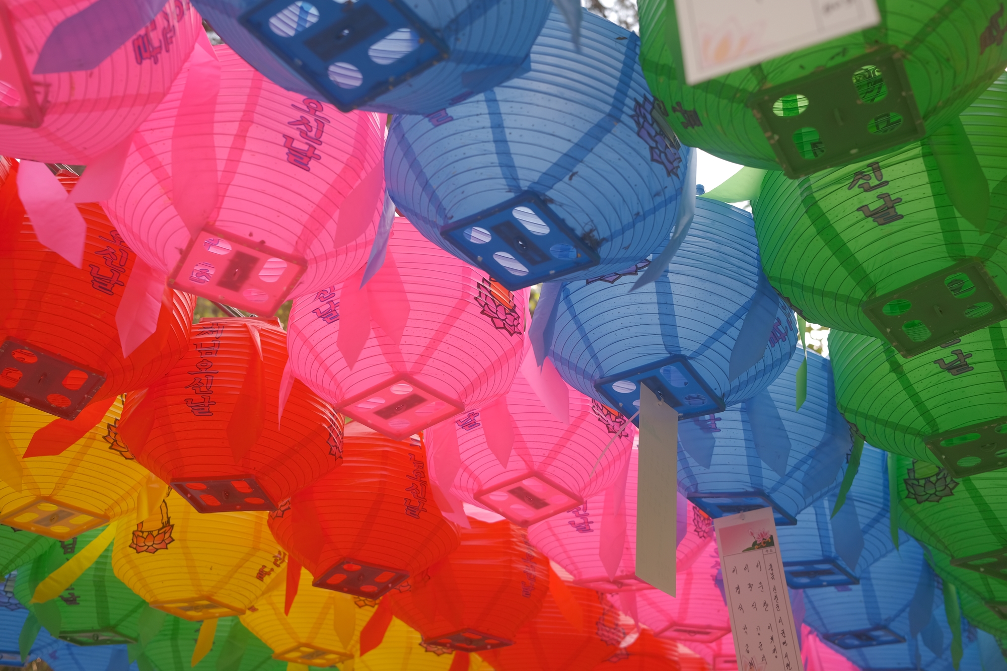 Auch wenige Tage nach Buddhas Geburtstag kann man die bunten Laternen im Haedong Yonggungsa Tempel entdecken – noch immer leuchtend in fünf Farben: Blau, Grün, Pink, Gelb und Rot. Jede dieser Farben trägt eine besondere Bedeutung im Buddhismus und symbolisiert verschiedene Aspekte des Lebens, wie Hoffnung, Erleuchtung und Barmherzigkeit