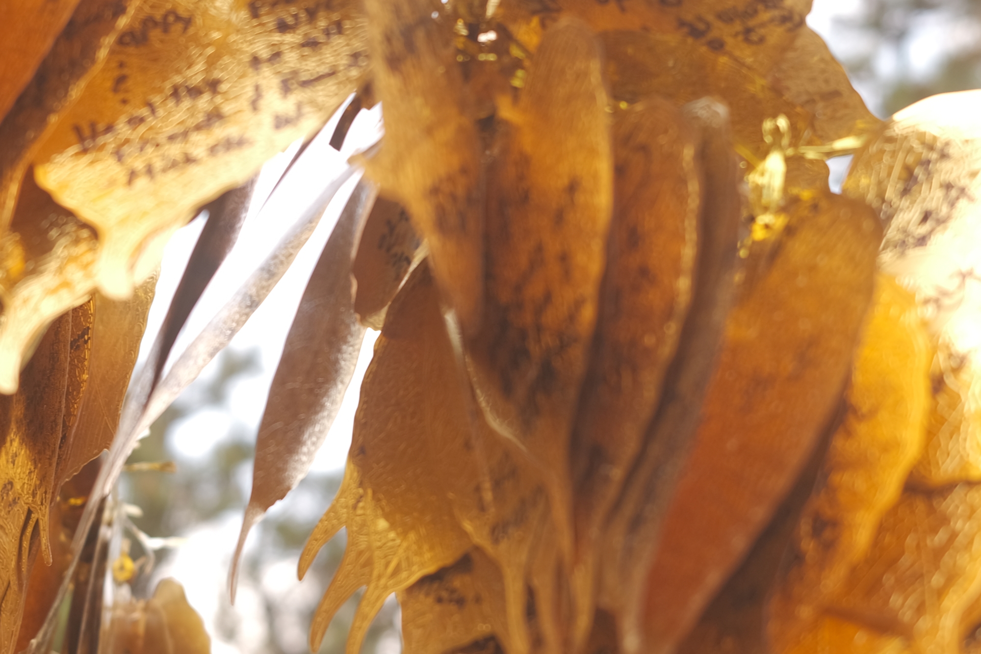 Nahaufnahme der goldenen Wunschblätter