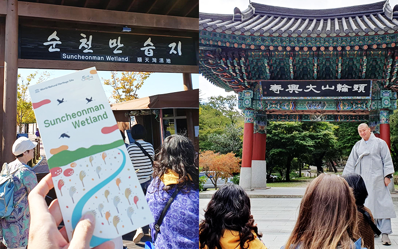 Khu dự trữ sinh quyển vịnh Suncheon (bên trái) và chùa Daeheungsa (bên phải) là 2 trong số các di sản văn hóa UNESCO công nhận thuộc tỉnh Jeollanam-do, được đề cập trong cuốn sách mà mình từng có dịp ghé thăm vào năm 2024. (Ảnh: Vũ Đỗ Hải Hà)