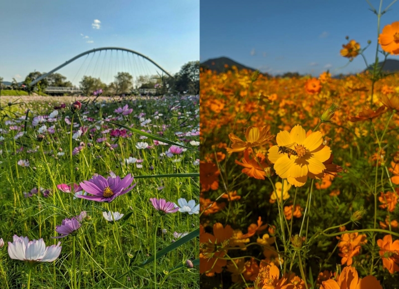 Цветущие космеи в парке Water Garden в Намъянджу. / Фото: Денис Рызин
