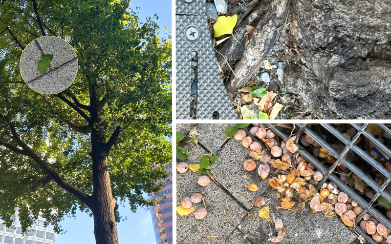 Ginkgobäume in Seoul im Herbst: Schön, aber Vorsicht vor duftenden, färbenden Früchten © Jasmin Mikolay