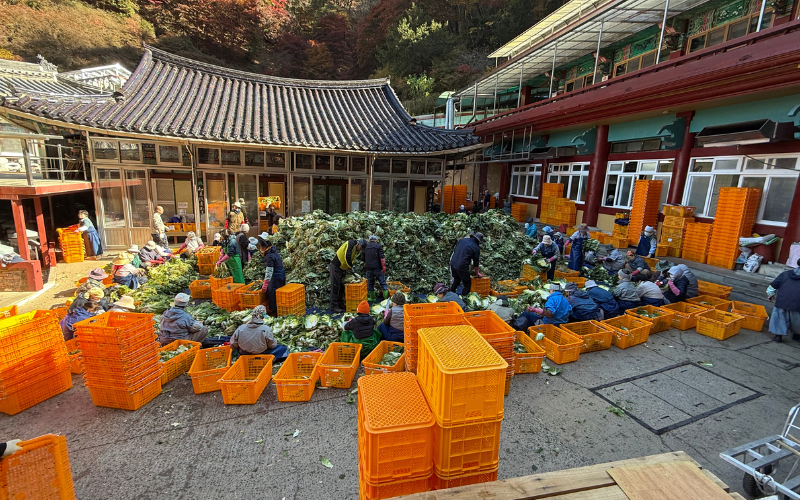 Frischer Kohl für die Verarbeitung zu Kimchi