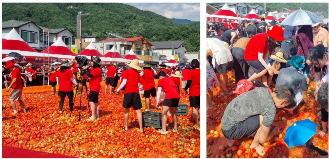 Chasse aux bagues en or, au milieu des tomates. © Solène Catella